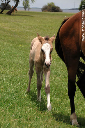 Mare and foal. - Fauna - MORE IMAGES. Photo #37136