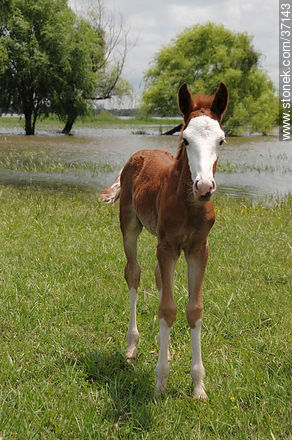 Foal. - Fauna - MORE IMAGES. Photo #37143