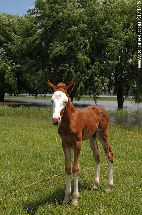 Foal. - Fauna - MORE IMAGES. Photo #37146