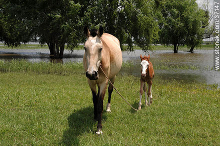 Mare and foal. - Fauna - MORE IMAGES. Photo #37147