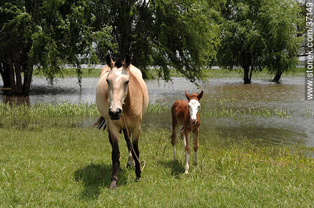Mare and foal. - Fauna - MORE IMAGES. Photo #37149