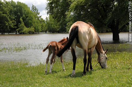 Mare and foal. - Department of Paysandú - URUGUAY. Photo #37151