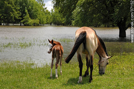 Mare and foal. - Fauna - MORE IMAGES. Photo #37152