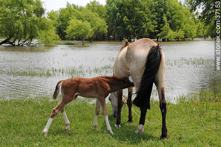 Mare and foal. - Fauna - MORE IMAGES. Photo #37153