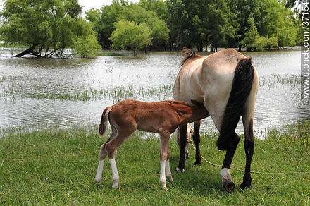Mare and foal. - Fauna - MORE IMAGES. Photo #37154