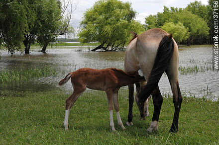 Mare and foal. - Fauna - MORE IMAGES. Photo #37156