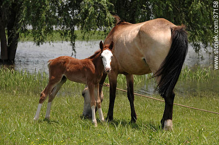 Mare and foal. - Fauna - MORE IMAGES. Photo #37158
