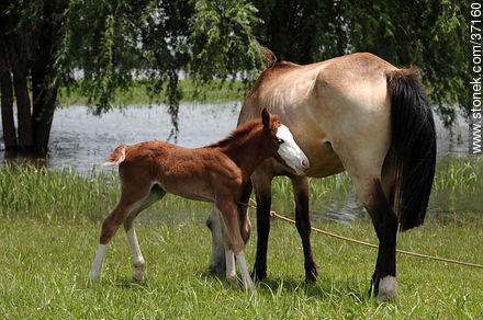 Mare and foal. - Fauna - MORE IMAGES. Photo #37160