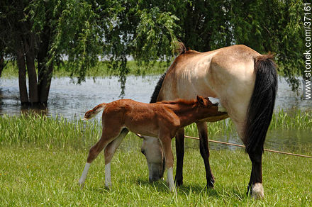 Mare and foal. - Fauna - MORE IMAGES. Photo #37161