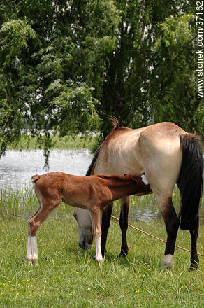 Mare and foal. - Fauna - MORE IMAGES. Photo #37162