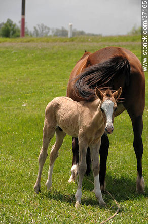 Mare and foal. - Fauna - MORE IMAGES. Photo #37165