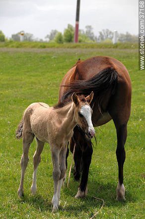 Mare and foal. - Fauna - MORE IMAGES. Photo #37168