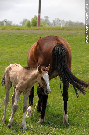 Mare and foal. - Fauna - MORE IMAGES. Photo #37169