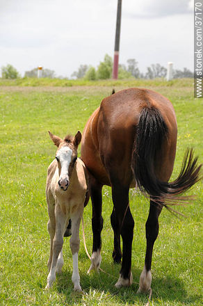 Mare and foal. - Fauna - MORE IMAGES. Photo #37170