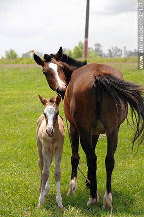 Mare and foal. - Fauna - MORE IMAGES. Photo #37171