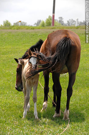 Mare and foal. - Fauna - MORE IMAGES. Photo #37173