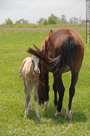 Mare and foal. - Fauna - MORE IMAGES. Photo #37174