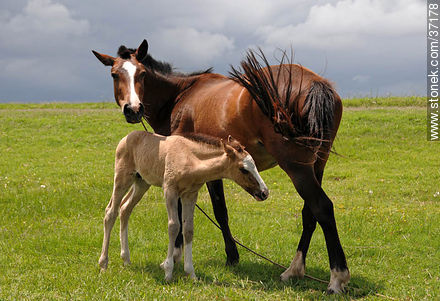 Mare and foal. - Fauna - MORE IMAGES. Photo #37178