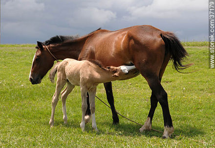 Mare and foal. - Fauna - MORE IMAGES. Photo #37179