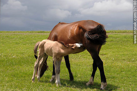 Mare and foal. - Fauna - MORE IMAGES. Photo #37180
