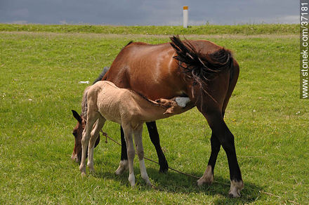 Mare and foal. - Fauna - MORE IMAGES. Foto No. 37181