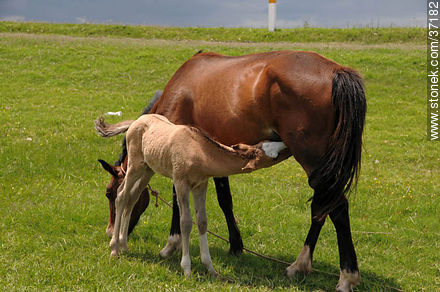 Mare and foal. - Fauna - MORE IMAGES. Photo #37182