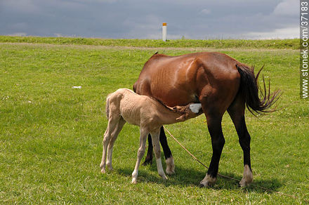 Mare and foal. - Fauna - MORE IMAGES. Photo #37183