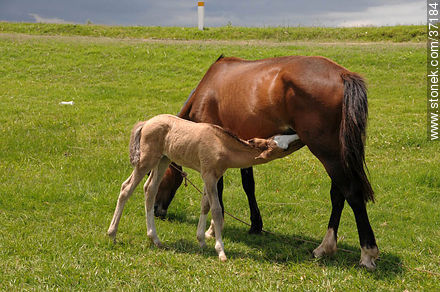 Mare and foal. - Fauna - MORE IMAGES. Photo #37184