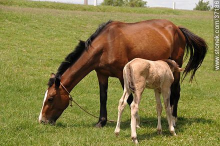 Mare and foal. - Fauna - MORE IMAGES. Foto No. 37186