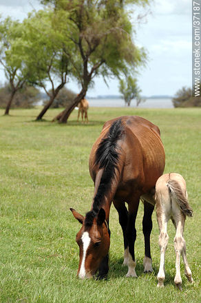Mare and foal. - Fauna - MORE IMAGES. Foto No. 37187