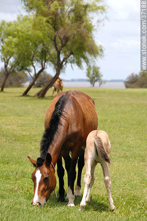 Mare and foal. - Fauna - MORE IMAGES. Photo #37188