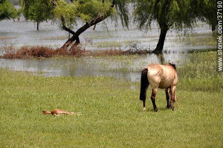Mare and resting foal. - Department of Paysandú - URUGUAY. Photo #37190