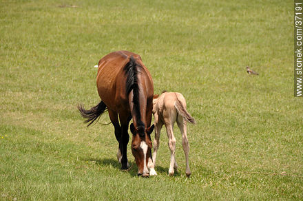 Mare and foal. - Fauna - MORE IMAGES. Photo #37191