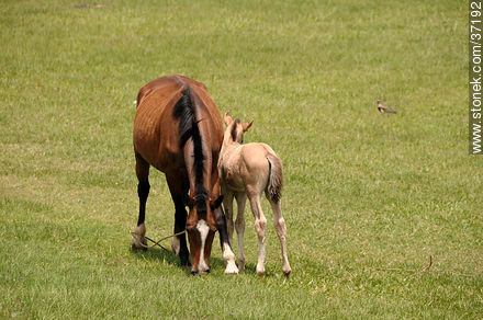 Mare and foal. - Fauna - MORE IMAGES. Photo #37192