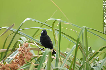 Yellow-winged Blackbird - Department of Rocha - URUGUAY. Photo #37383