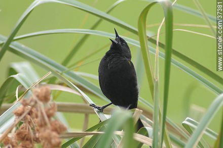 Yellow-winged Blackbird - Fauna - MORE IMAGES. Photo #37381