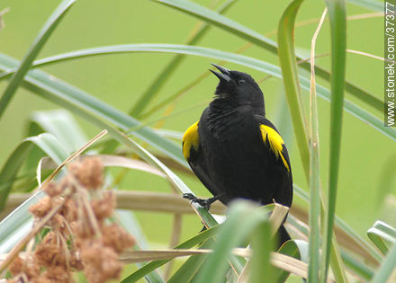 Yellow-winged Blackbird - Fauna - MORE IMAGES. Photo #37377
