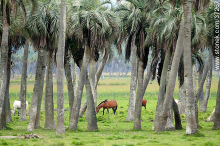 Palm grove - Department of Rocha - URUGUAY. Foto No. 37267