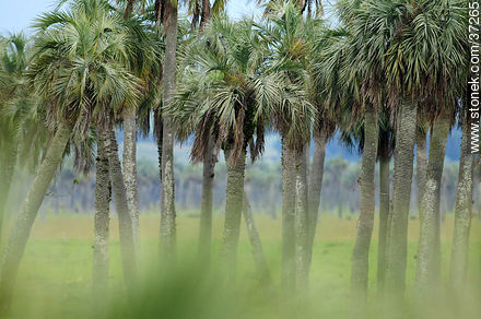 Palm grove - Department of Rocha - URUGUAY. Photo #37265