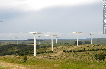 Parque eólico de Nuevo Manantial - Departamento de Rocha - URUGUAY. Foto No. 37256