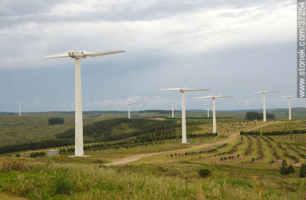 Nuevo Manantial wind farm. Olive grove. - Department of Rocha - URUGUAY. Foto No. 37254