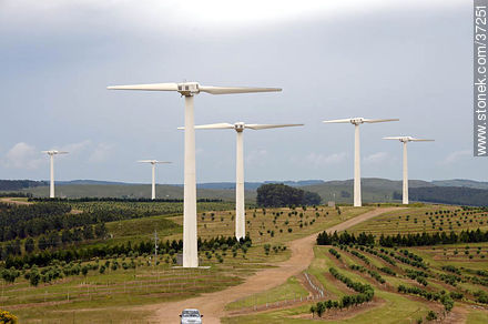 Nuevo Manantial wind farm. Olive grove. - Department of Rocha - URUGUAY. Photo #37251