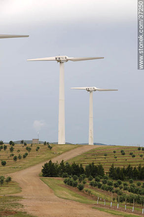 Nuevo Manantial wind farm. - Department of Rocha - URUGUAY. Photo #37250