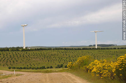Nuevo Manantial wind farm. - Department of Rocha - URUGUAY. Photo #37246