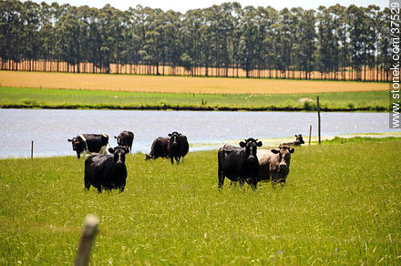 Cattle - Department of Rocha - URUGUAY. Photo #37529