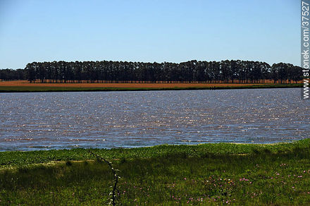 Lake in Rocha - Department of Rocha - URUGUAY. Photo #37527