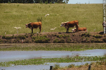 Cattle - Department of Rocha - URUGUAY. Photo #37526