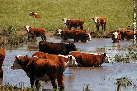 Cattle - Department of Rocha - URUGUAY. Photo #37525