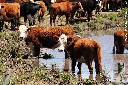 Cattle - Department of Rocha - URUGUAY. Foto No. 37524