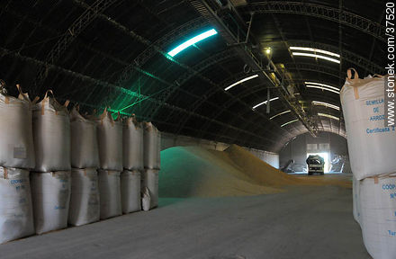 Rice production deposit - Department of Rocha - URUGUAY. Photo #37520